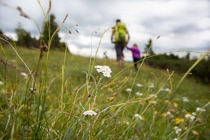 Wanderbegeisterte freuen sich jedes Jahr auf eine ausgiebige Kräuter- und Blumenwanderung auf der Raxalpe. (Bildquelle: Arthur Michalek) Wanderbegeisterte freuen sich jedes Jahr auf eine ausgiebige Kräuter- und Blumenwanderung auf der Raxalpe. (Bildquelle: Arthur Michalek)