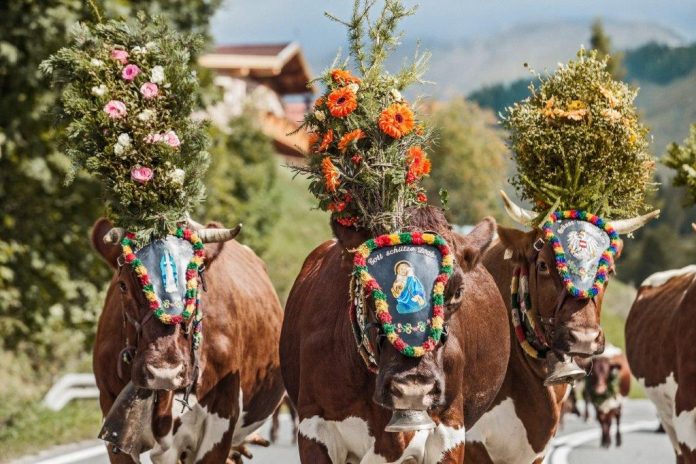 Vom 29. August bis zum 08. Oktober 2017 findet wieder der Bauernherbst in der Region Hochkönig statt. (Bildquelle: Hochkönig Tourismus/Johannes Felsch) Vom 29. August bis zum 08. Oktober 2017 findet wieder der Bauernherbst in der Region Hochkönig statt. (Bildquelle: Hochkönig Tourismus/Johannes Felsch)