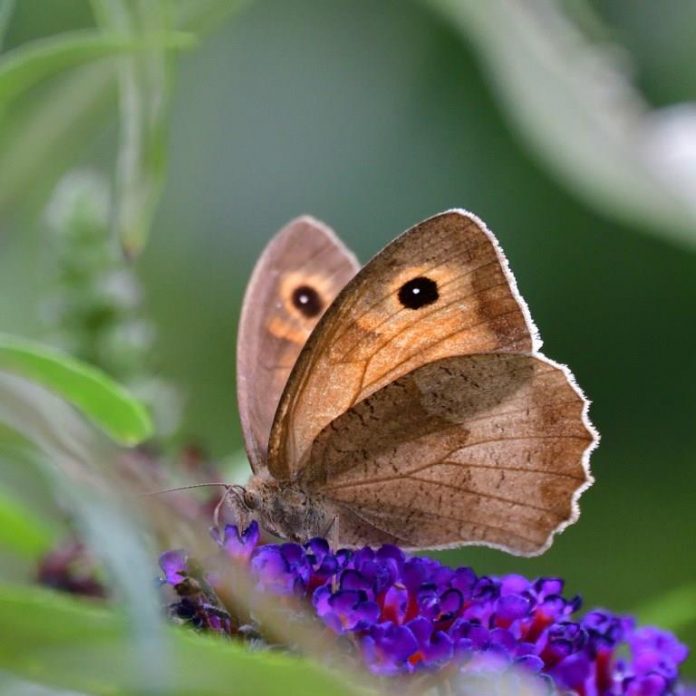 Meist gesichtete Art in Österreichs Gärten bei „Zeig her deinen Schmetterlingsgarten“: Großes Ochsenauge, von Ernst M. (Bildquelle: Blühendes Österreich – REWE International gem. Privatstiftung) Meist gesichtete Art in Österreichs Gärten bei „Zeig her deinen Schmetterlingsgarten“: Großes Ochsenauge, von Ernst M. (Bildquelle: Blühendes Österreich – REWE International gem. Privatstiftung)