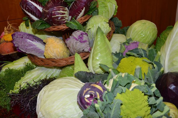 Oberösterreichs Gemüsebauern haben auch eine bunte Gemüse-Vielfalt für die kalte Jahreszeit (Bildquelle: LK OÖ) Oberösterreichs Gemüsebauern haben auch eine bunte Gemüse-Vielfalt für die kalte Jahreszeit (Bildquelle: LK OÖ)