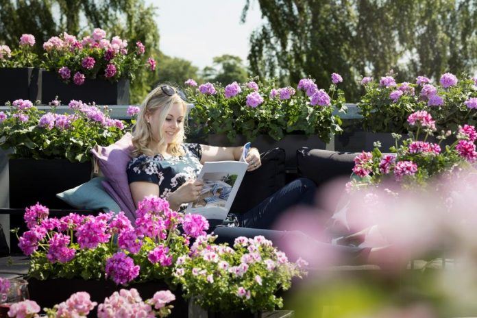 Pelargonien, die Klassiker unter den Balkonblumen vertragen Hitze besonders gut (Bildquelle: Pelargonium for Europe) Bei der Balkonbepflanzung an die Sommerhitze denken