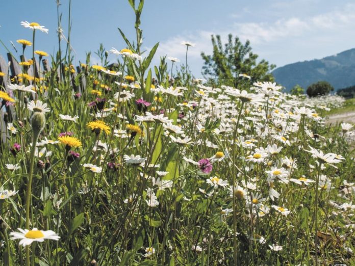 Rund 1.211.000 m² Bienenwiesen und Blühstreifen an Ackerflächen legte der Maschinenring mit seinen Partnern an – das sind 171,7 Fußballfelder (Bildquelle: Maschinenring) 2019 entstehen Bienenwiesen im Ausmaß von 171,7 Fußballfeldern