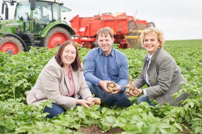 (v.l.n.r): Erdäpfelbauberaterin der Landwirtschaftskammer NÖ Anita Kamptner, Interessengemeinschaft Erdäpfelbau-Obmann Franz Wanzenböck und Obfrau der Seminarbäuerinnen NÖ Elisabeth Lust-Sauberer (Bildquelle: LK NÖ / Philipp Monihart) Erdäpfel-Heurigenernte in NÖ gestartet