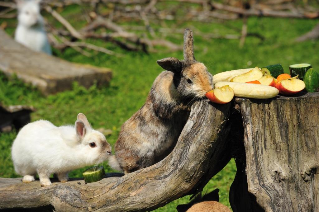 Pfotenhilfe Lochen - Überdurchschnittlich viele Kaninchen ausgesetzt (Bildquelle: Pfotenhilfe / Matthias Schickhofer)