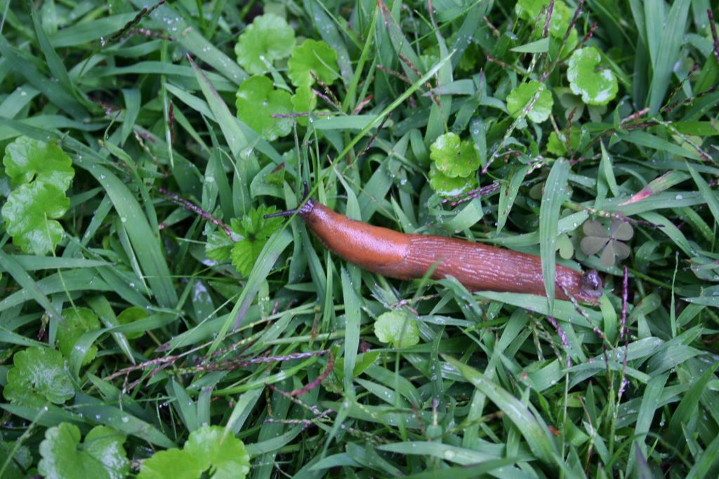 Nacktschnecke (Bildquelle: Natur im Garten / Margit Benes-Oeller)
