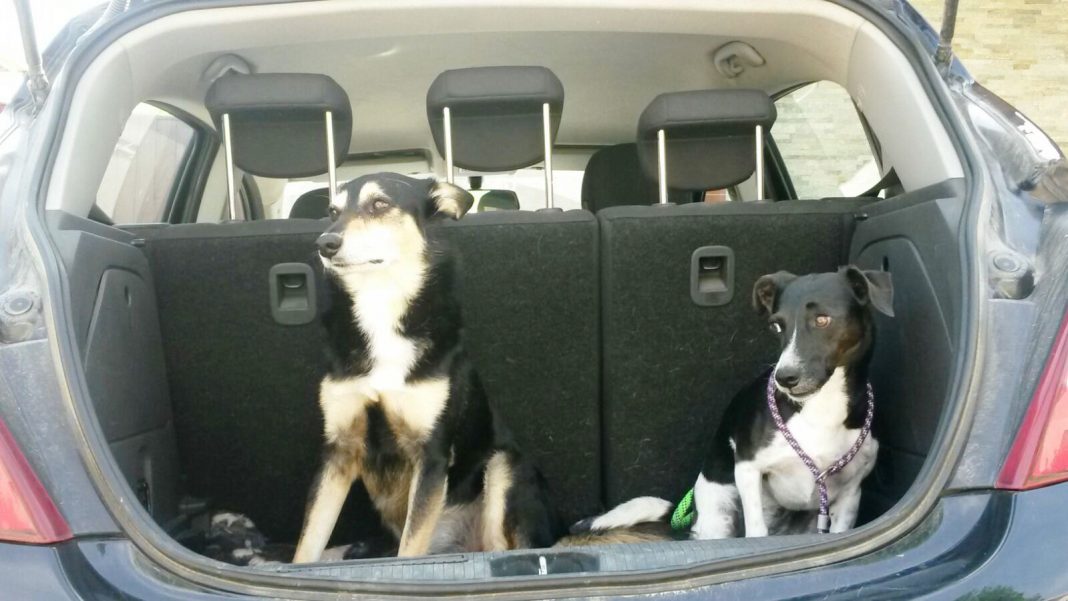 Ungesicherte Hunde im Auto (Bildquelle: ARBÖ)