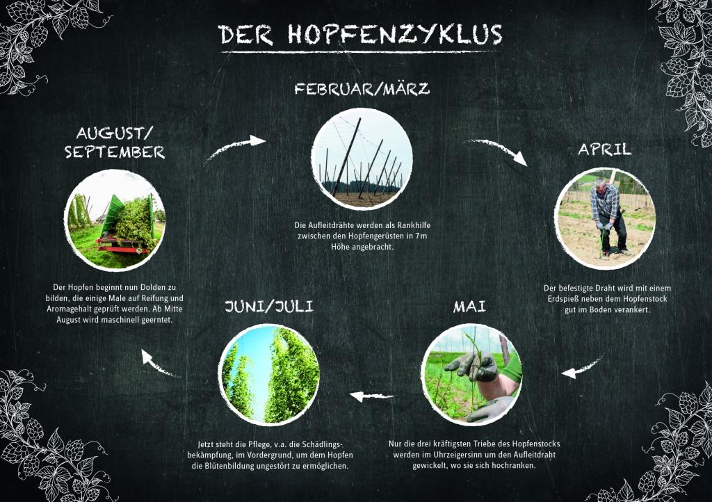 Die Hopfenpflanze im Jahresverlauf (Bildquelle: Brau Union Österreich)
