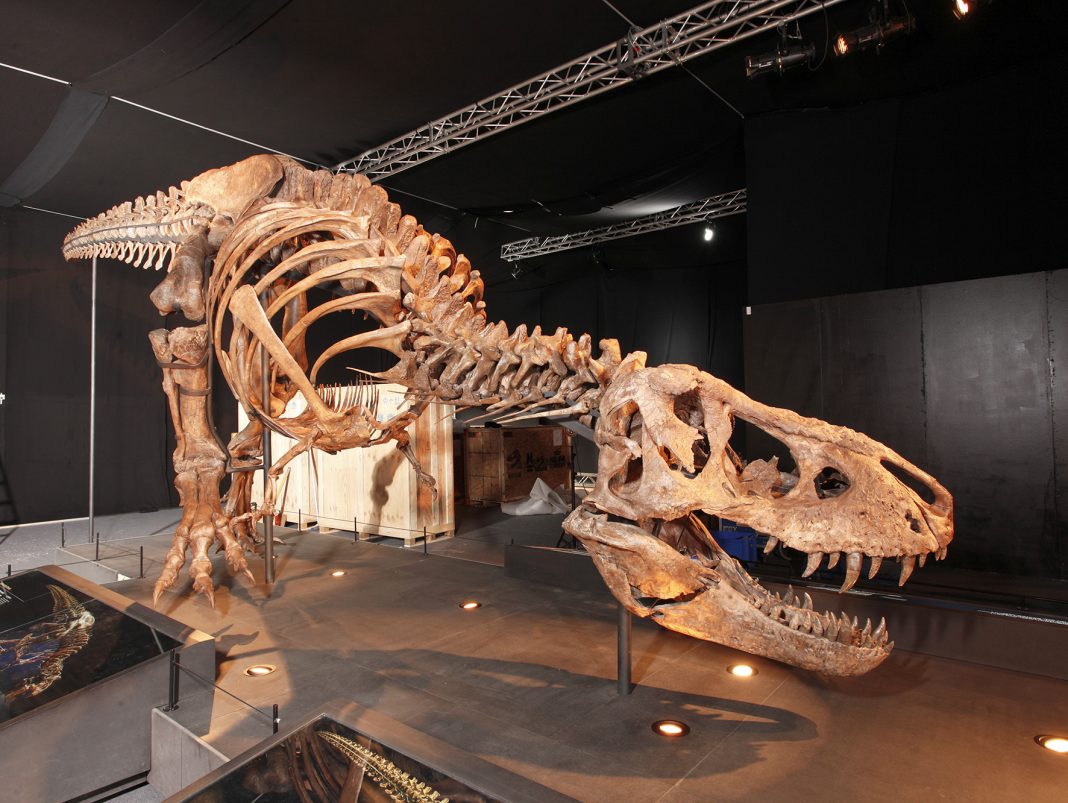In enger Zusammenarbeit mit dem Naturalis Bioversity Center in Leiden (NL) ist es gelungen, eines der bislang besterhaltenen Skelette eines Tyrannosaurus rex, das je geborgen wurde, ins Salzburger Land zu holen. (Bildquelle: www.kaindl-hoenig.com)