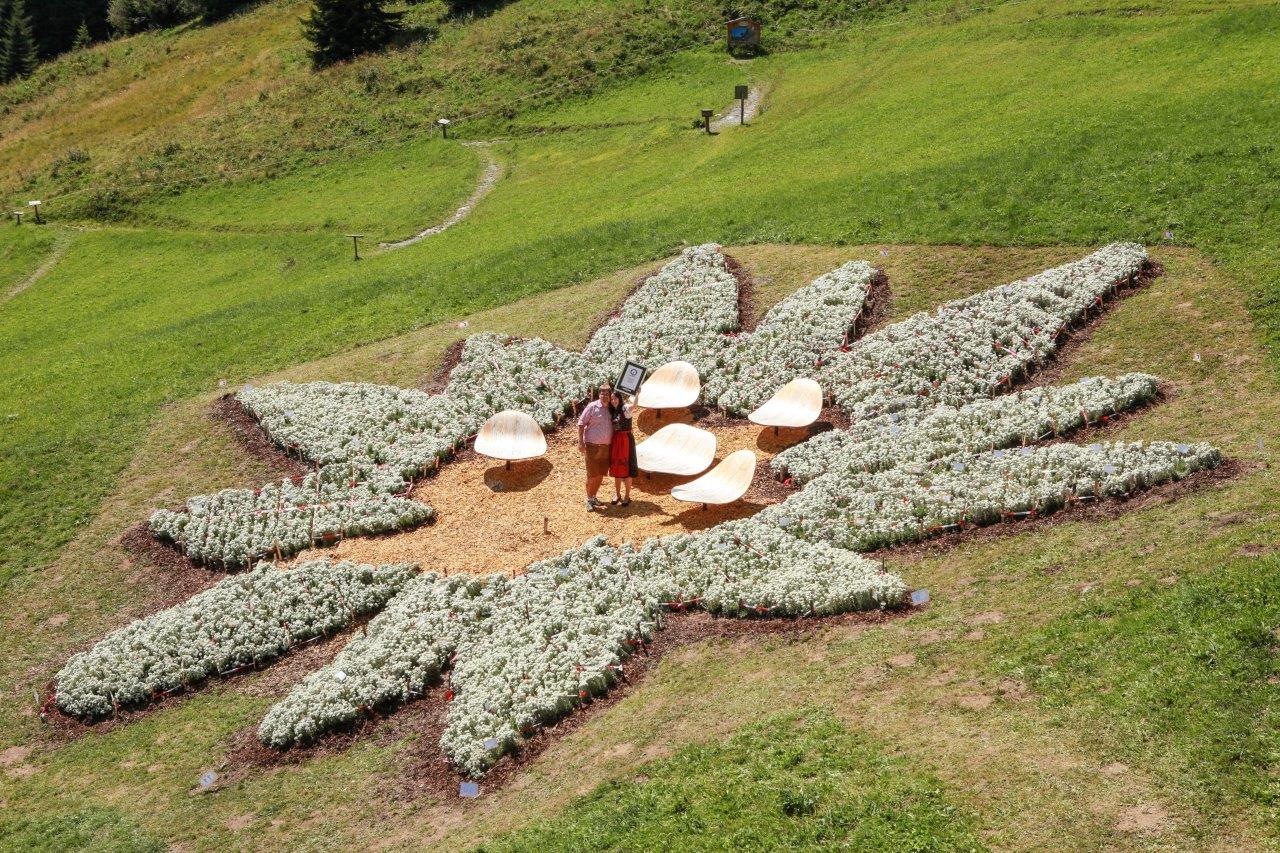 Das Edelweiß-Arrangements der Sennhütte in St. Anton am Arlberg ist das weltweit größte Blütenbild nach Anzahl der Blüten. (Bildquelle: Sennhütte/Polak Mediaservice)