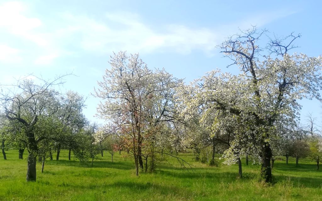 Streuobstwiese im Stoober BIri, Burgenland (Bildquelle: Blühendes Österreich)