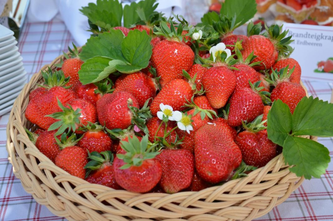 Ab sofort gibt es die schmackhaften Erdbeeren von Oberösterreichs Erdbeerfeldern (Bildquelle: LK OÖ)