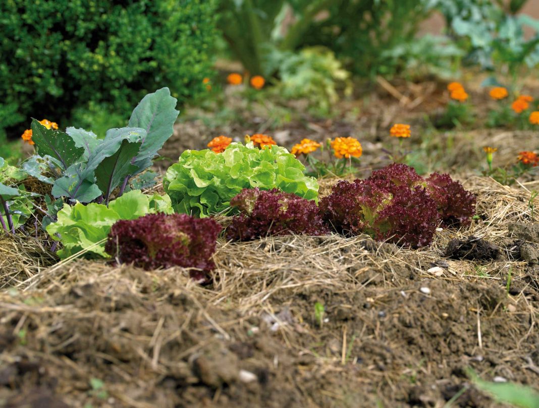 Eine Mulchschicht bedeckt offenen Boden und schützt vor Austrocknung, Windverwehung und Auswaschung (Bildquelle: Natur im Garten)