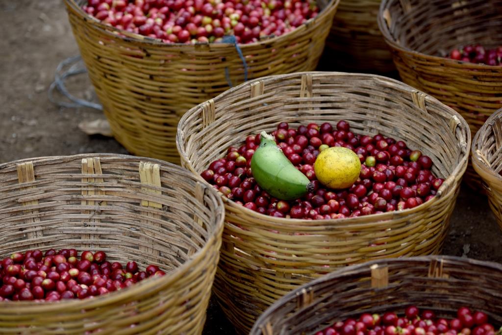 Frisch geerntete Kaffeekirschen der Kleinbauernkooperative ISMAM in Mexiko (Bildquelle: EZA Fairer Handel / Manfred Wimmer)