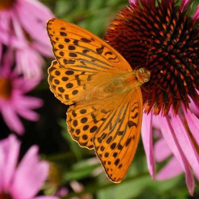 Meist gesichteter Schmetterling in Österreichs Gärten: Kaisermantel (Bildquelle: Andreas Waltschek)