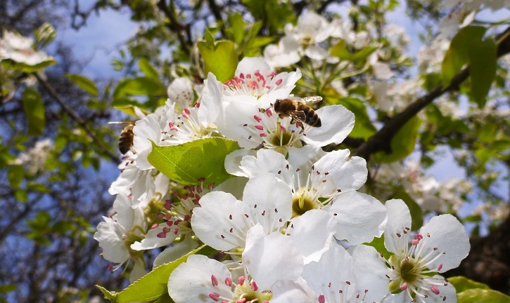 „200 Millionen Stadt-Bienen leben und arbeiten in Wien“