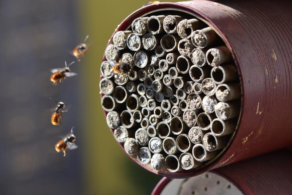 Jetzt im Winter ist die ideale Zeit, um Wildbienen und anderen Nützlingen ein Heim für die kommende Gartensaison vorzubereiten (Bildquelle: Natur im Garten / Kropf)