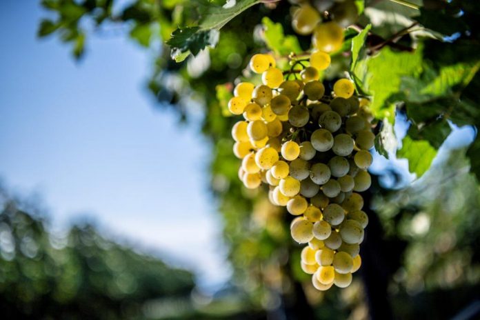 Nicht nur Österreichs Leitsorte Grüner Veltliner fiel so sortentypisch aus wie lange nicht (Bildquelle: ÖWM / Robert Herbst) Nicht nur Österreichs Leitsorte Grüner Veltliner fiel so sortentypisch aus wie lange nicht