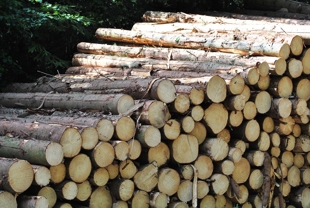 Borkenkäfer und Trockenheit gefährden die Wälder massiv