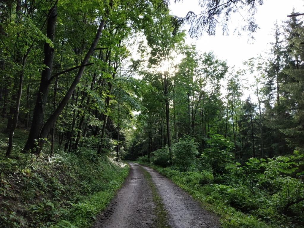 12 Tipps für Wandern mit Kids in Niederösterreich