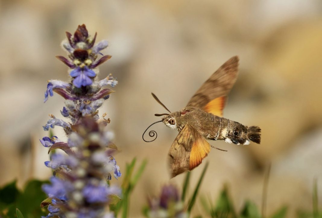 Most liked Schmetterlingsfoto in der App, Taubenschwänzchen