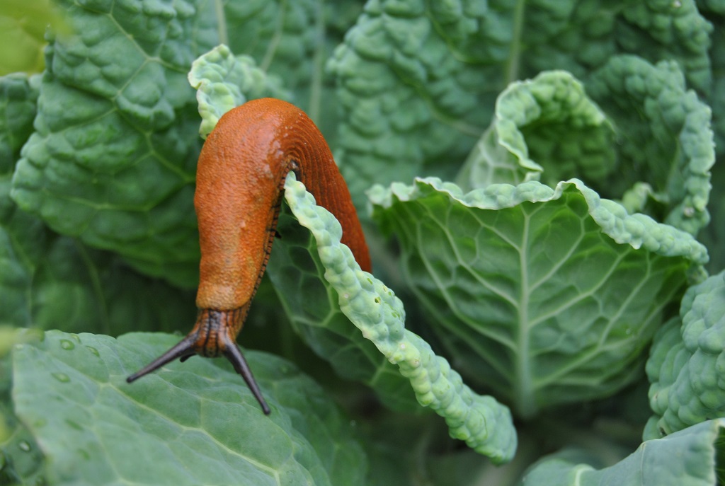 Natur im Garten bietet Tipps gegen Nacktschnecken