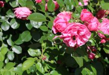 Ob Rosen Winterschutz brauchen, hängt vom Kleinklima, den Boden- verhältnissen sowie der Rosensorte ab