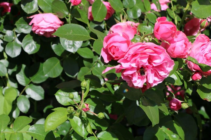 Ob Rosen Winterschutz brauchen, hängt vom Kleinklima, den Boden- verhältnissen sowie der Rosensorte ab (Bildquelle: Natur im Garten) Ob Rosen Winterschutz brauchen, hängt vom Kleinklima, den Boden- verhältnissen sowie der Rosensorte ab