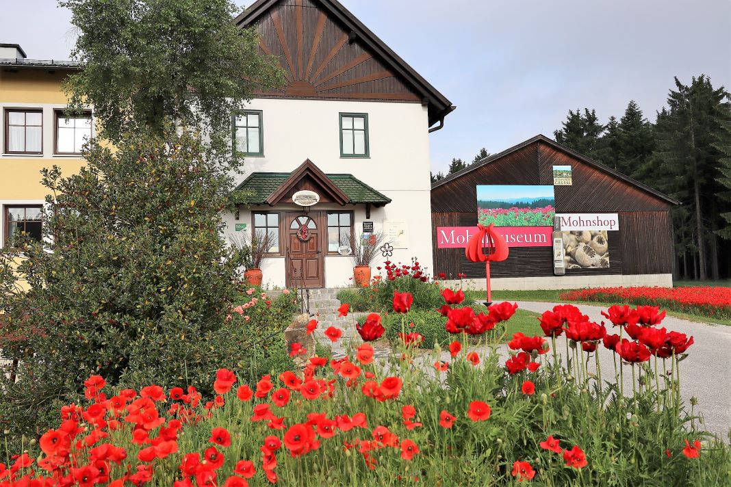 Das beliebte Ausflugsziel „Waldviertler Mohnhof“ der Familie Greßl in Ottenschlag wird heuer um einen Schaubetrieb erweitert (Bildquelle: Mohnhof Greßl)