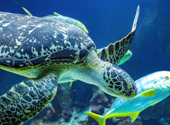 Millionen von Jahren hat ihr Panzer die Schildkröten vor dem Aussterben bewahrt (am Bild: Meeresschildkröte Puppi) (Bildquelle: Dominik Moser)