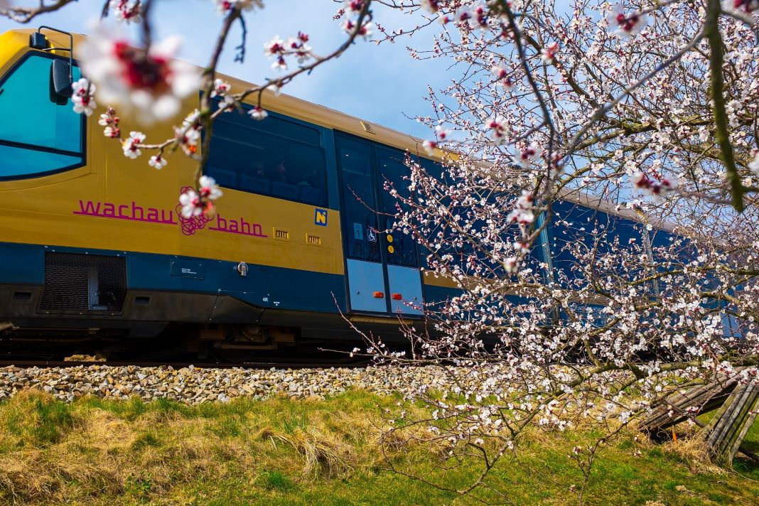 Pünktlich zur Marillenblüte startet die Wachaubahn in die neue Saison (Bildquelle: NB/Wegerbauer)