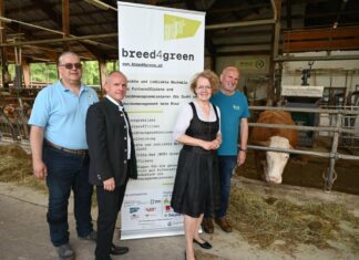 Forschungsprojekt zur umweltschonenden Rinderhaltung an Fachschule Warth (v.l.n.r.): NÖ Rinderzuchtverband-Geschäftsführer Karl Zottl, Direktor Franz Aichinger, Bildungs-Landesrätin Christiane Teschl-Hofmeister und Tierzuchtlehrer Hans Rigler im Lehr- und Versuchsstall der Fachschule Warth