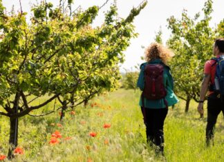 Kremstal-Donau: Wander- und Radangebot wird aufgewertet Wandern durch den Marillengarten in der Wachau (Foto: Donau Niederösterreich Doris Schwarz-König)