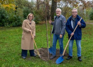 200 Bäume für das Regierungsviertel in St. Pölten Bei der Baumpflanzaktion im Regierungsviertel St. Pölten (v.l.): Landeshauptfrau Johanna Mikl-Leitner mit Markus Ziegler und Alfred Dunger (Foto: NLK Filzwieser)