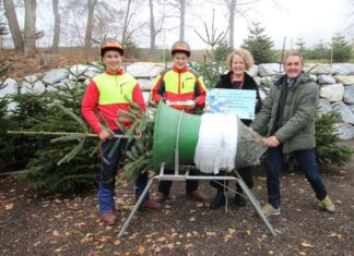 Fachschule Pyhra: Traditioneller Christbaumverkauf startet (v.l.n.r.): Schüler Florian Heindl, Schüler Michael Triethaler, Bildungs-Landesrätin Christiane Teschl-Hofmeister und Direktor Josef Sieder beim Verpacken einer Nordmannstanne (Foto: Michael Postl)