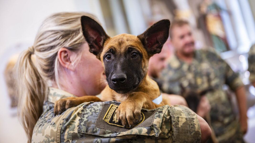 Bundesheer: Elf neue Militärhunde starten ihre Ausbildung
