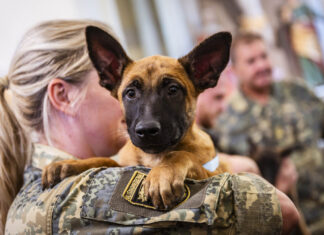 Bundesheer: Elf neue Militärhunde starten ihre Ausbildung Bundesheer: Elf neue Militärhunde starten ihre Ausbildung