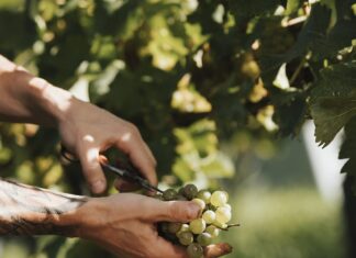 Steiermark: Weinernte 2026 startet so früh wie nie zuvor Die Trauben präsentieren sich gesund, aromatisch und von hoher Qualität. Nach ersten Schätzungen wird eine Erntemenge auf dem Niveau einer Normalernte erwartet