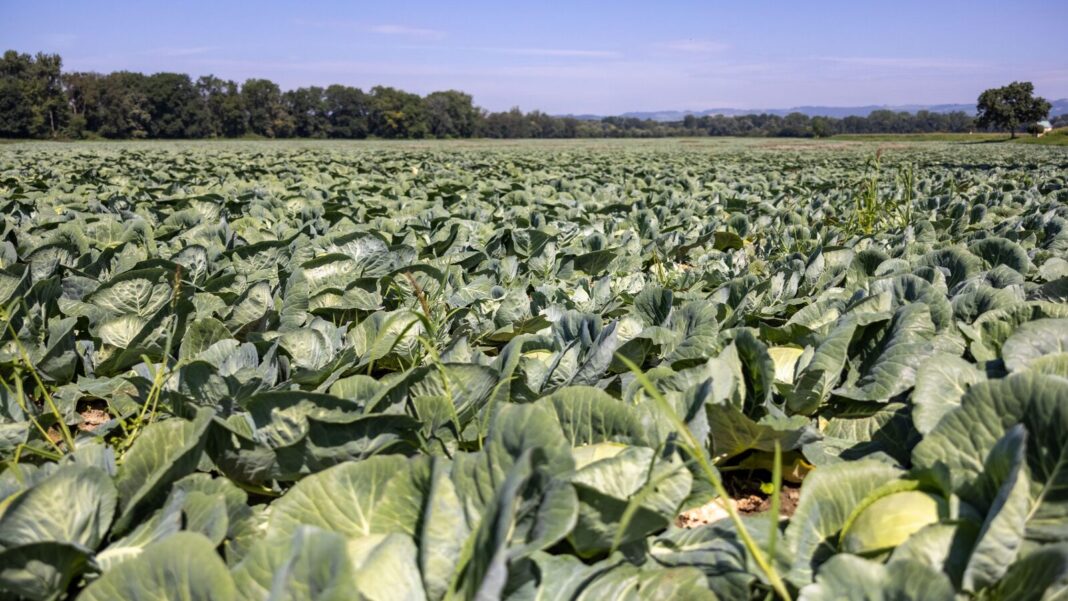 Auch in einem herausfordernden Erntejahr setzt efko auf heimische Rohwaren und sichert die geplanten Produktionsmengen