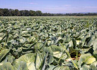 Efko hält trotz schwieriger Ernte an heimischen Rohwaren fest Auch in einem herausfordernden Erntejahr setzt efko auf heimische Rohwaren und sichert die geplanten Produktionsmengen